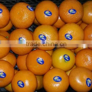 Valencia Orange thumbnail-1