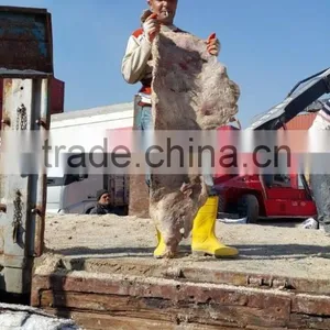 WET SALTED COW HEAD SKIN thumbnail-2