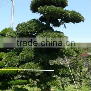 Big Live Bonsai Tree thumbnail-1