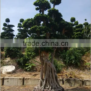 Ficus Microcarpa Bonsai Trees Shaped Bonsai Original Root Bonsai Ficus thumbnail-1