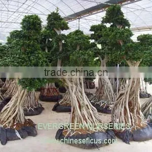 Ficus Microcarpa, Ficus Bonsai Tree thumbnail-1
