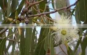 EUCALYPTUS GLOBULUS TERPENES thumbnail-3