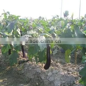 PP Tape Material Twisted Agricultural Baler Twine Ball thumbnail-4
