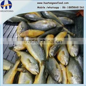 Frozen Yellow Croaker on Sale IQF 400-500g ,IWP thumbnail-1