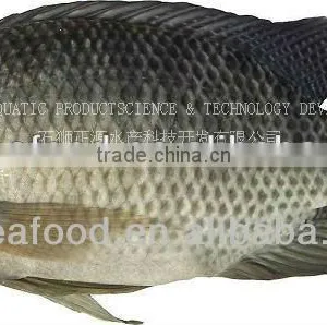 Frozen Tilapia Farming Fish Supplier thumbnail-1