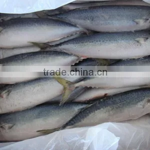 Hand-laid Put Frozen Mackerel Exporting thumbnail-1