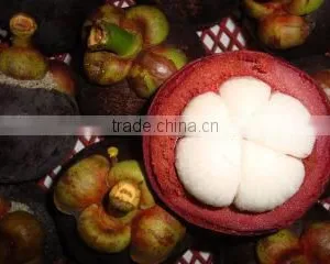 Mangosteen thumbnail-3