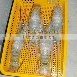 Frozen Lobster Vietnam, AFV Import Export Company thumbnail-1