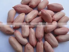 Peanut in Shell thumbnail-1