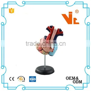 V-HM11 4D MASTER Human Heart Assembled Model thumbnail-2