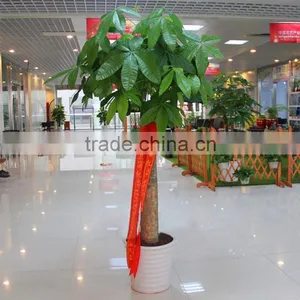 Factory Price Large Money Tree Spring Flowers thumbnail-4