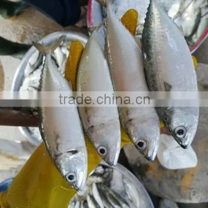 FROZEN INDIAN MACKEREL GRADE AAA WHOLE ROUND thumbnail-1
