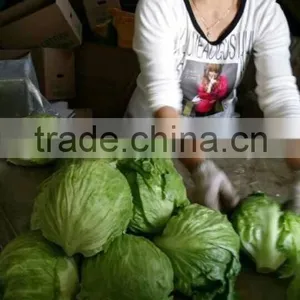 Fresh Lettuce thumbnail-6