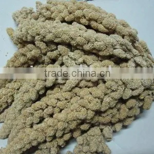 Yellow Millet Sprays thumbnail-1