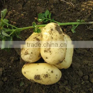 Fresh Potato in China thumbnail-1
