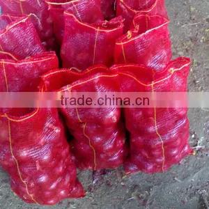 EGYPTIAN RED ONION thumbnail-1