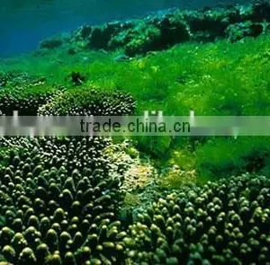 Manufacturer Supply 100% Natural Organic Chlorella Powder/Tablet thumbnail-3