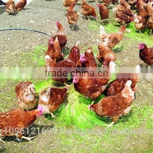 StarMax Barley Fodder / Fodder / Fodder System thumbnail-3