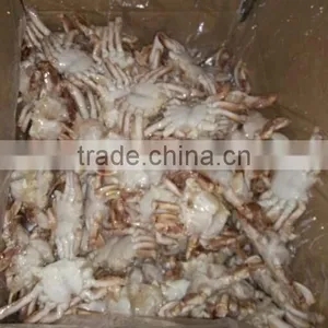 Pollock Fish is a Fish of Crab thumbnail-4