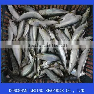 Frozen Whole Round Sardine thumbnail-1
