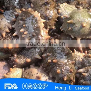 China Supplier Food Salted Sea Cucumber thumbnail-2