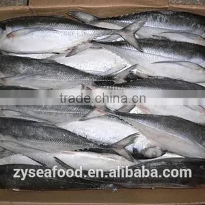 Frozen Jack Mackerel/Trachurus Symmetricus Supplier thumbnail-1