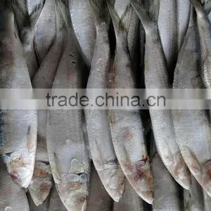 Good Quality Seafrozen Sardines thumbnail-1