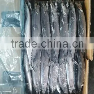 Frozen Whole Round Pacific Saury Scientific Name Cololabis Saira thumbnail-4