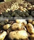 Fresh Potato thumbnail-1