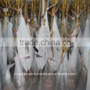 FROZEN YELLOW FIN TUNA GILLED & GUTTED thumbnail-1