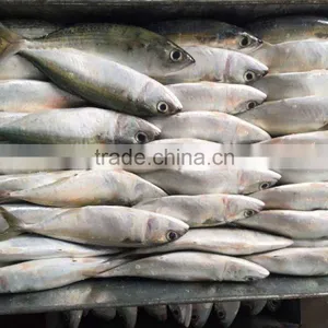 FROZEN INDIAN MACKEREL WHOLE ROUND thumbnail-3