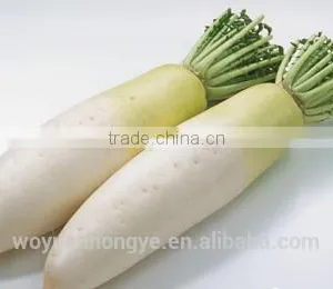 Fresh Radish thumbnail-2