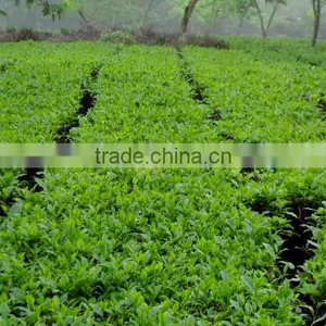 Moc Chau Green Tea, Son La TEA thumbnail-2