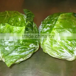 Fresh Round Cabbage thumbnail-1