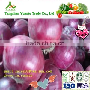 Fresh Yellow/Red Onion Supplier/Producer/Farmer thumbnail-5