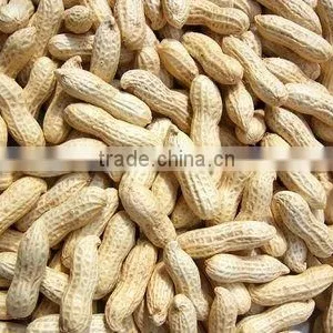 Shandong Good Quality Blanched Peanut Kernel/peanut in Shell thumbnail-3
