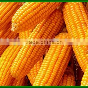 China Latest Technology Corn Shelling Machine Made in China for Sale thumbnail-5