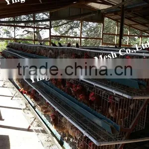 Automatic Chicke Cage Layer for Poultry Equipment in Chiken Farm thumbnail-5