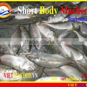 FROZEN SHORT BODY MACKEREL WHOLE ROUND thumbnail-2