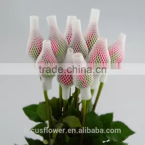 Wedding Decorations Wholesale China Fresh Cut Rose Flowers Rose for Sale thumbnail-4