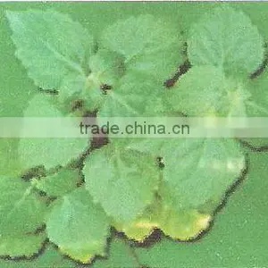 100% Pure Essential Peppermint Oil thumbnail-1
