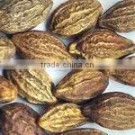 Terminalia Chebula thumbnail-1
