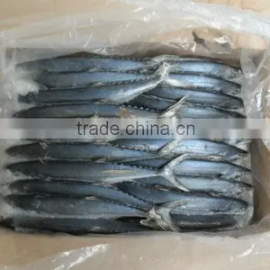 Frozen Spanish Mackarel Fish Whole thumbnail-2
