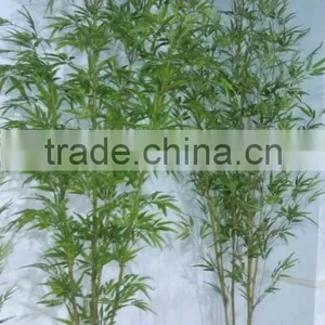 Greening Plants thumbnail-1