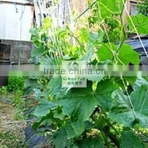 Vegetable Net thumbnail-1