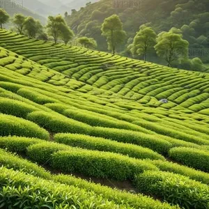 Sales of High-quality Chinese Spring White Tea thumbnail-1