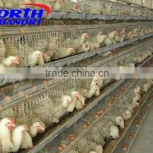Chicken House Design/ Poultry Manure Removal System/egg Incubator Used thumbnail-1