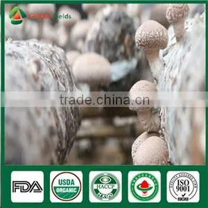 Fresh Style and Cultivated Source Shiitake Mushroom Hotsale Growing Bag thumbnail-6