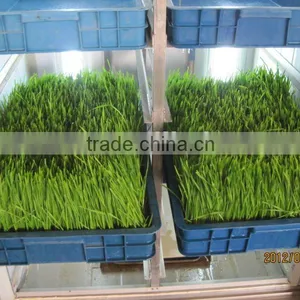 Hydroponics Animal Fodder Machine is Full Automatic Wheat, Barley, Alfalfa thumbnail-2