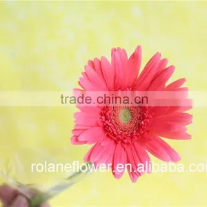 Best Price And Best Quality Long Stem Flowers Fresh Cut Gerbera Pink Gerbera With Fast Transportation thumbnail-2